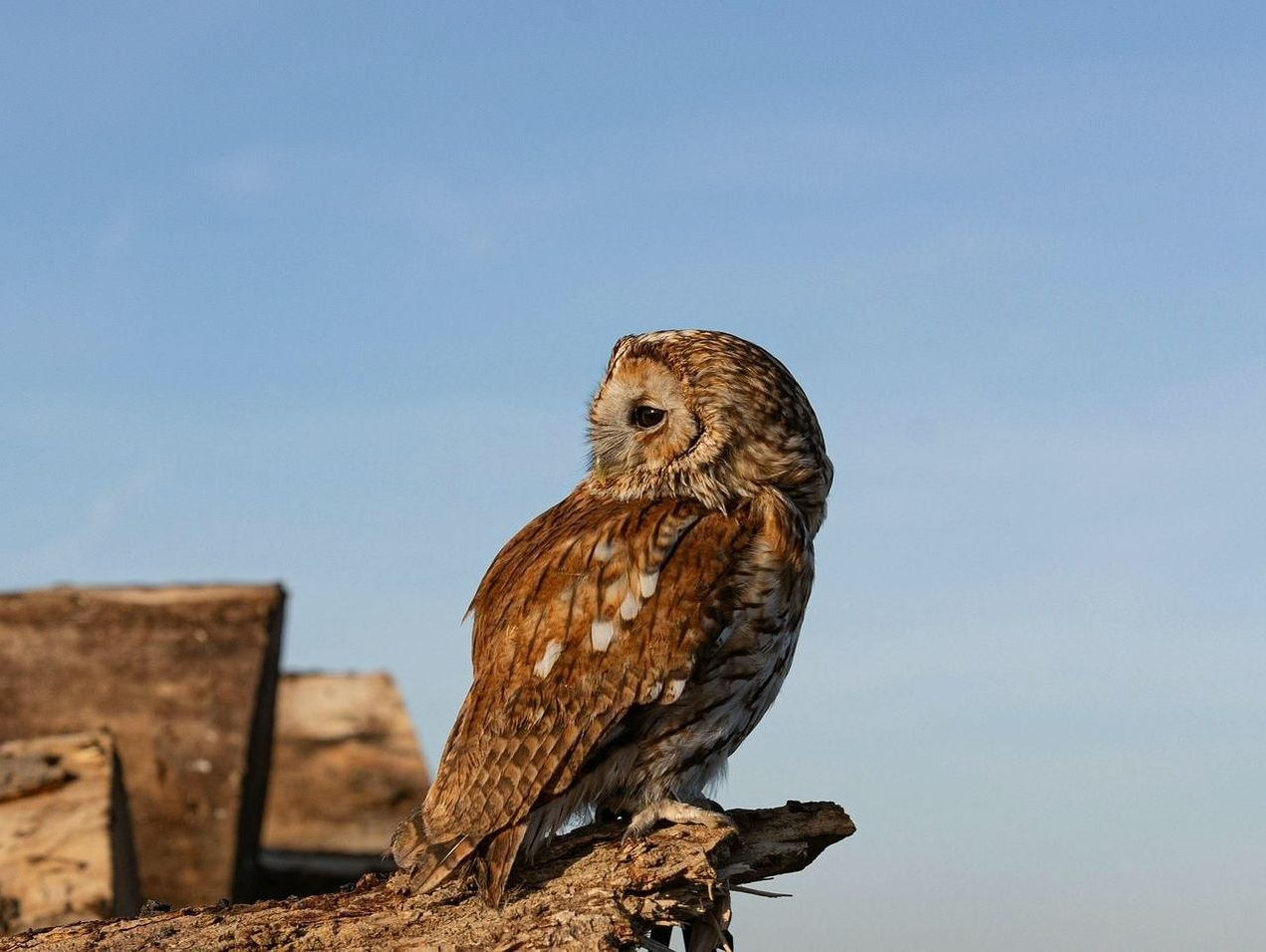 Nosso especialista