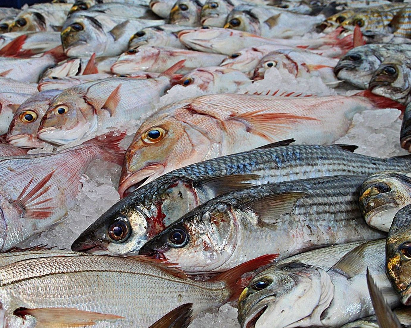 Nossa peixaria e açougue